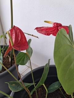 KAZ Karamel Pistache - 4