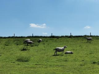 Ferienwohnung 1 Nordsee Gulfhof Dornum - mit großem Garten - 2