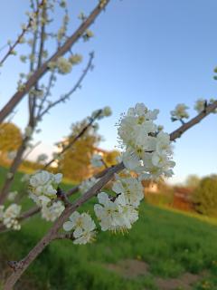 Cal Vecia Agriturismo - Calvecchia - 6