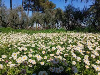 Via Belvedere 50 - 1