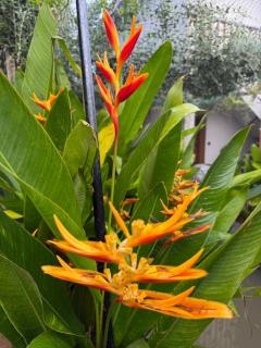 Nirvana Nest AT Horsley Hills - 4