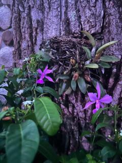 Pousada da Biquinha - 8