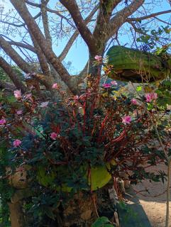 Chalé vale do Monte Verde - 6