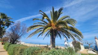 Pine Park & Seafront Residence Pescara - 6