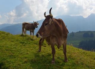 Blattenheimat - im traditionellen Appenzeller Haus - 1