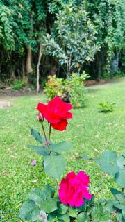 Chalé Rosa Flor - 6