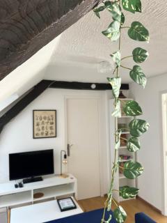 Urban Jungle T2 Pau tout à pied - Pau - 9