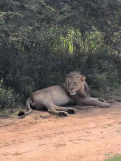 Kwelanga Private Bush Lodge - 2