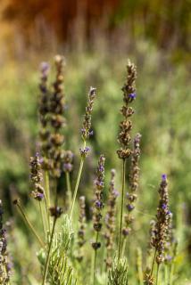 The Wild Flower by Coastline Vacation Rentals - 6