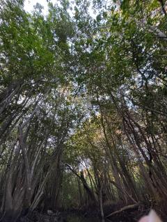 water lily heaven - 3