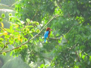 Green Palm Villa - Galle - 7