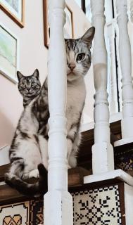 koko's garden and cats - 7