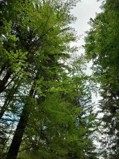 Ferienhaus Frankies Ranch - 2