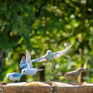 Finca Cafetera Madrigal - Café Sortiz - 2