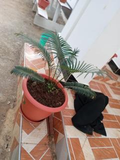 Saadani Pangani camps and tours - 0