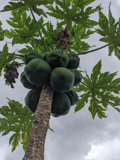 Saadani Pangani camps and tours - 2