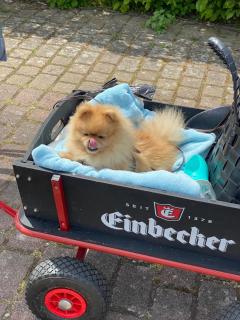 Ferienhaus an der Ostsee mit Garten, Hunde sind willkommen - 7