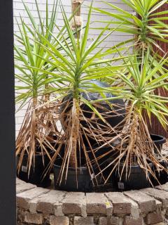 Treasure in Karabah - 5