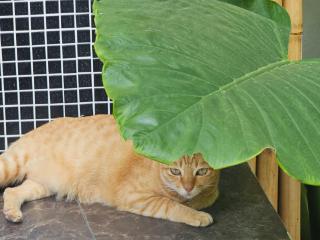 Siyada Villa - Lamai - 9