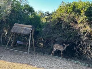 Addo Nyala Guest Lodge - 9