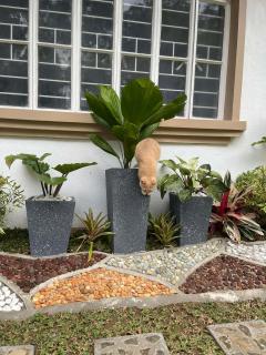 Lilias Bungalow Transient House-near Mother Falls - 6