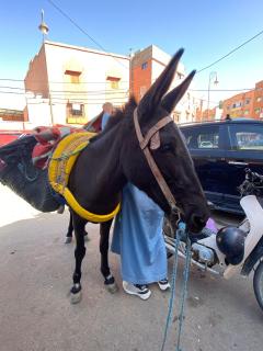 Sidi hssain - 8