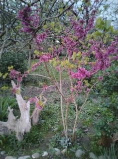 Nature Nest & Restaurant - 5