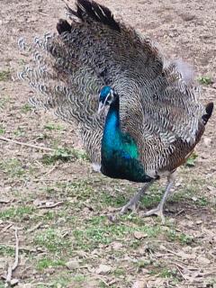 Pensiunea Cabana Viselor ,Apuseni - 9