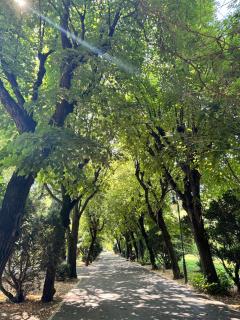 Kulkoosh central park King-size bed - 1