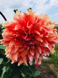 Maison des Pèlerins - 6