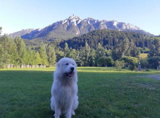 Pensiunea Floare de Colt - 4