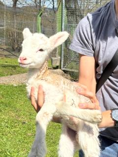 Casa Grande de Covas-Apartamentos Boutique Turísticos- Ribeira Sacra - 9