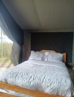 Wild Enthusiasts Camps - 7