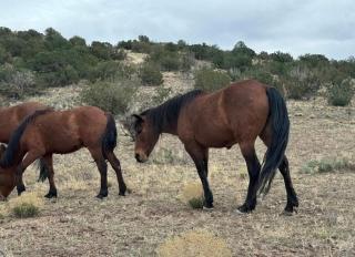 Placitas Paradise - 2
