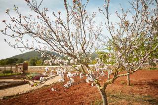 Villa Bastet - True Spirit of Ibiza - 7