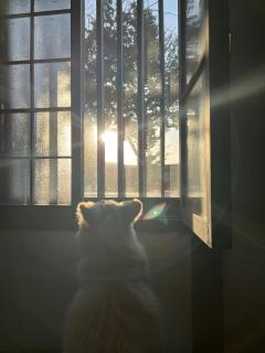 A trip like living in the great nature of Hokkaido - Full starry sky - 2000 square meters of private space - Relax in silence - Dogs OK - 1