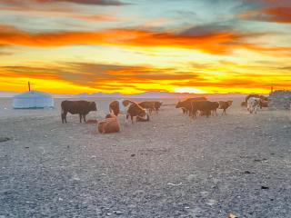 Mongolian Nomadic Herders - 2