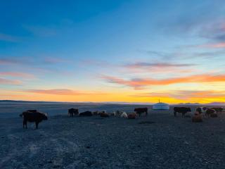 Mongolian Nomadic Herders - 3