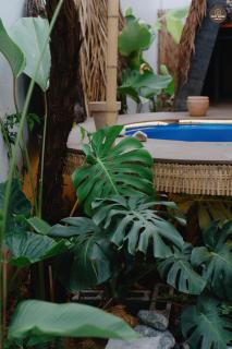 mango house, hide out Can Tho - 7