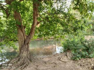 New Olina Gest and Restaurant - 6