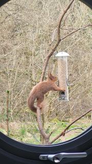 Squirrels Wood Lodge, nr Glencoe, dog friendly - 7