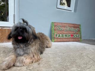 The Siblings Farm House - 3