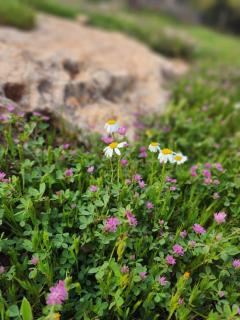 أكواخ الهدهد - 9