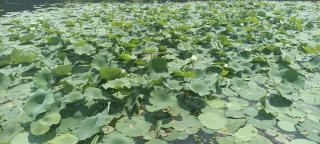 Dolphin houseboat - 6