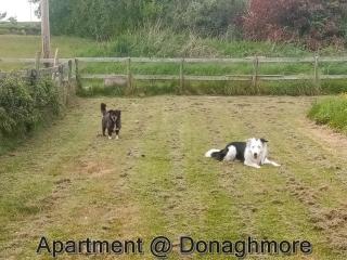 Apartment at Donaghmore - 1