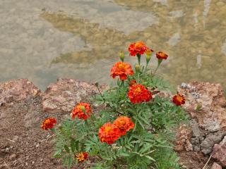 Muguet by Ibiscot - 4