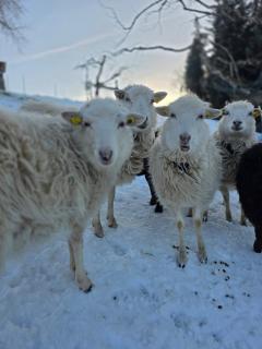 Gackernästli Emmental - 9