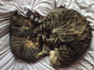 Idylle Pur - Kaiserhaus Zimmer1 - 6