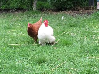 Idylle Pur - Kaiserhaus Zimmer1 - 3