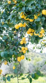 Lemon Tree - Private Garden & View - 8